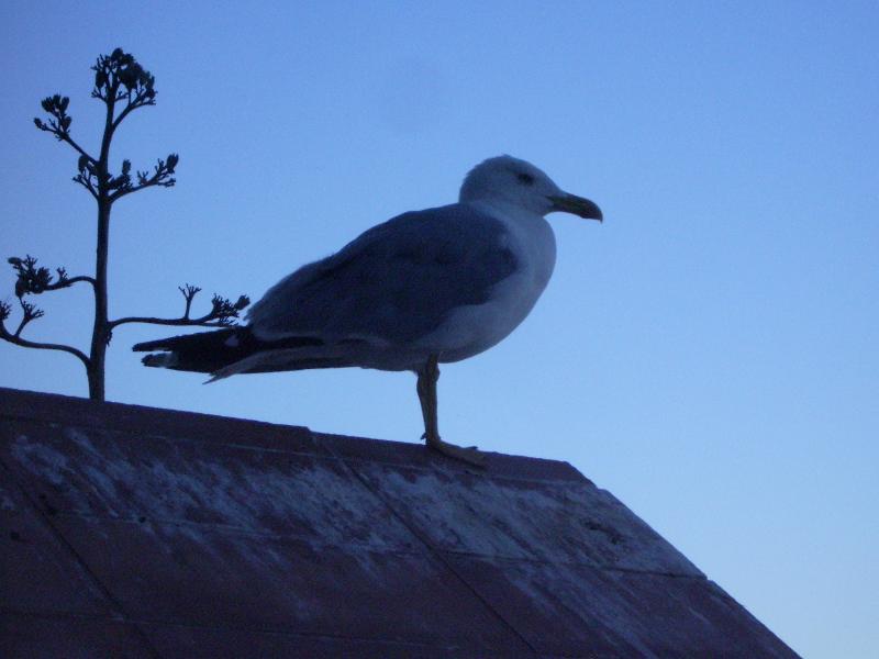 IMGP2555 
